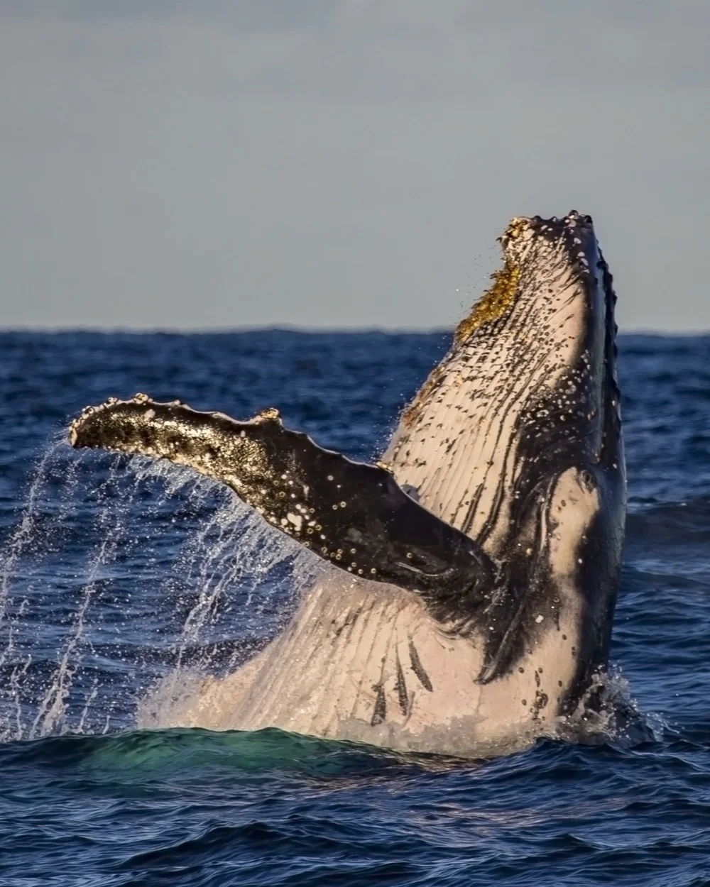 Ballena jorobada saltando sobre el mar del Estrecho de Magallanes