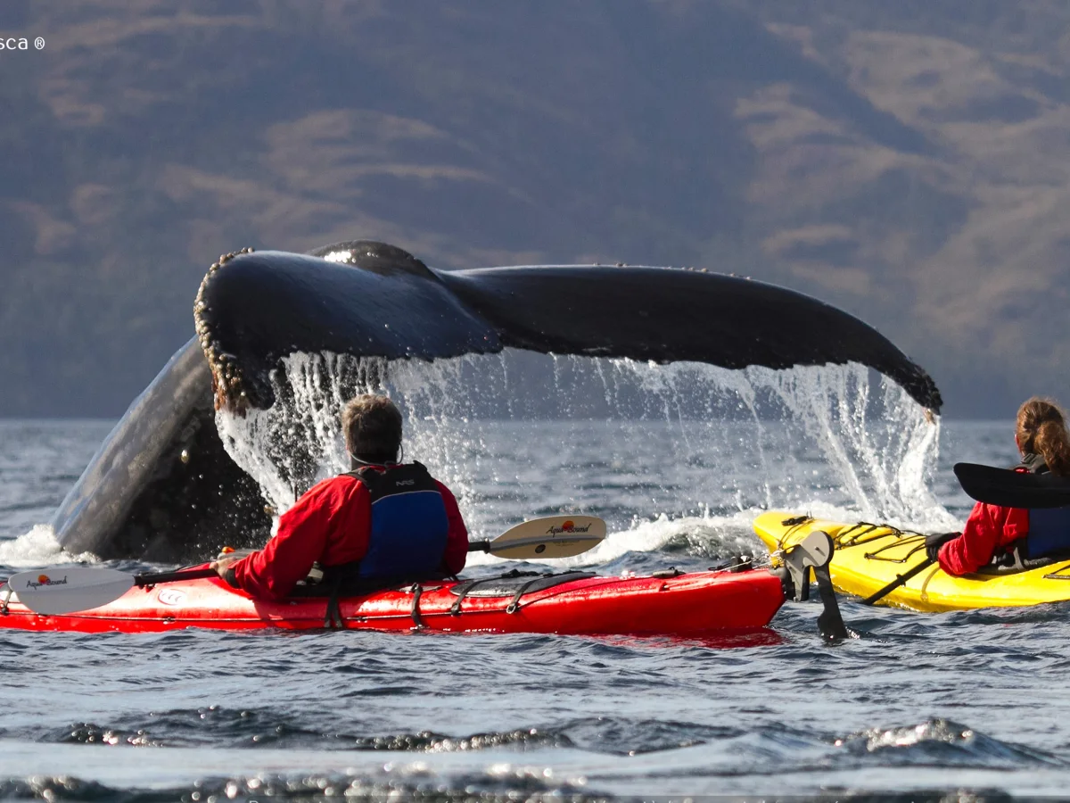 Kayakistas frente a la cola de una ballena jorobada en Paso Shag