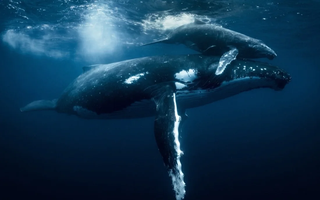Dos ballenas jorobadas bajo la superficie del mar