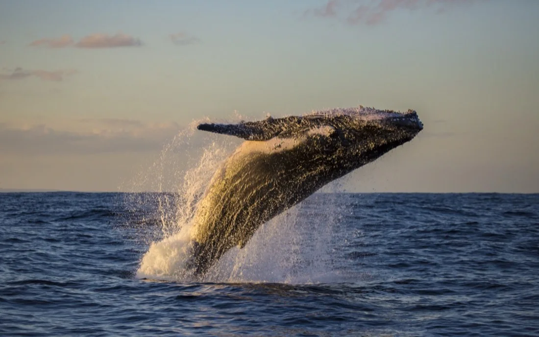 Ballena jorobada saltando al atardecer