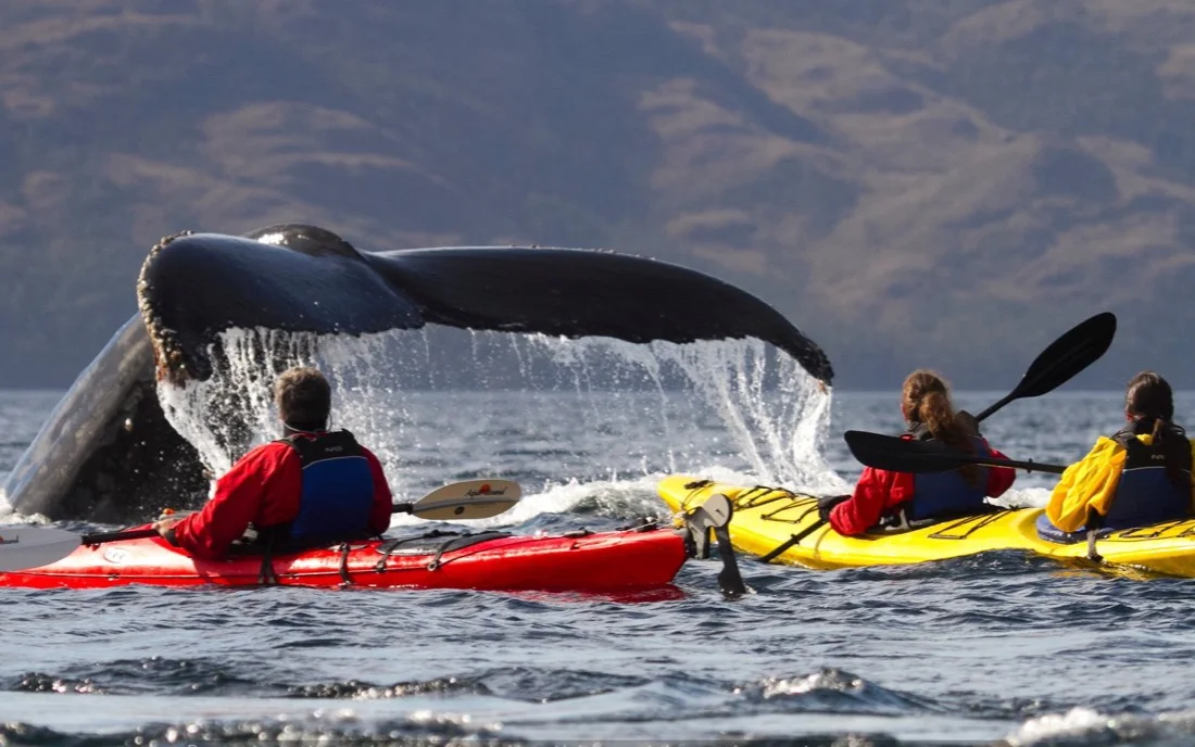 Kayakistas remando junto a la cola de una ballena jorobada