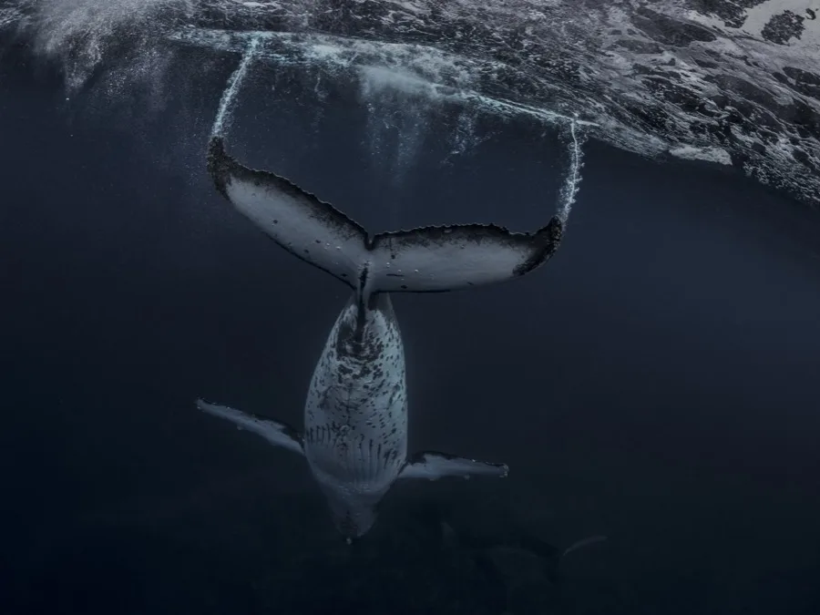 Cola de ballena jorobada bajo la superficie
