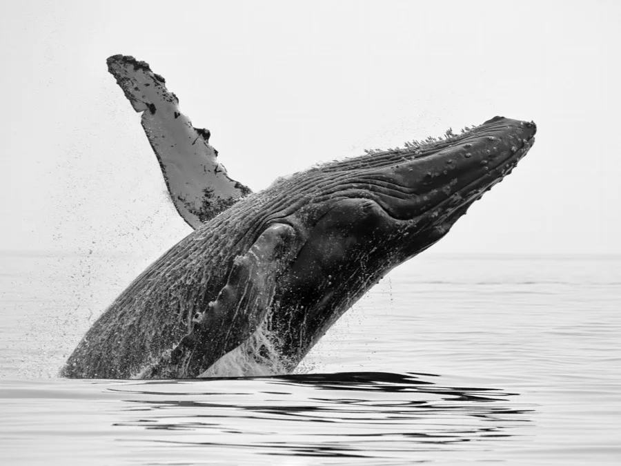 Ballena jorobada saltando