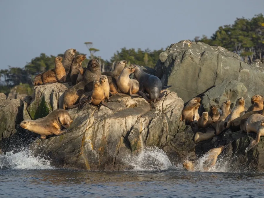 Colonia de lobos marinos sobre las rocas