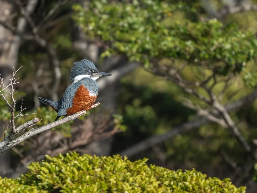 Martín pescador en el bosque magallánico