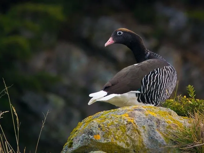 Caiquén en la costa patagónica