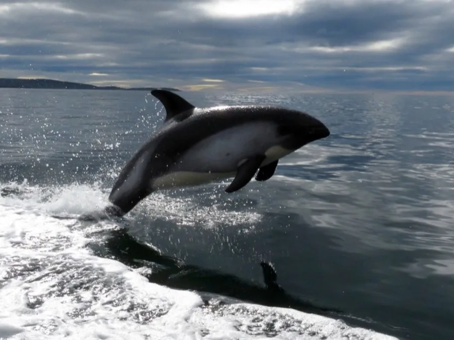 Tonina overa saltando en el Estrecho de Magallanes