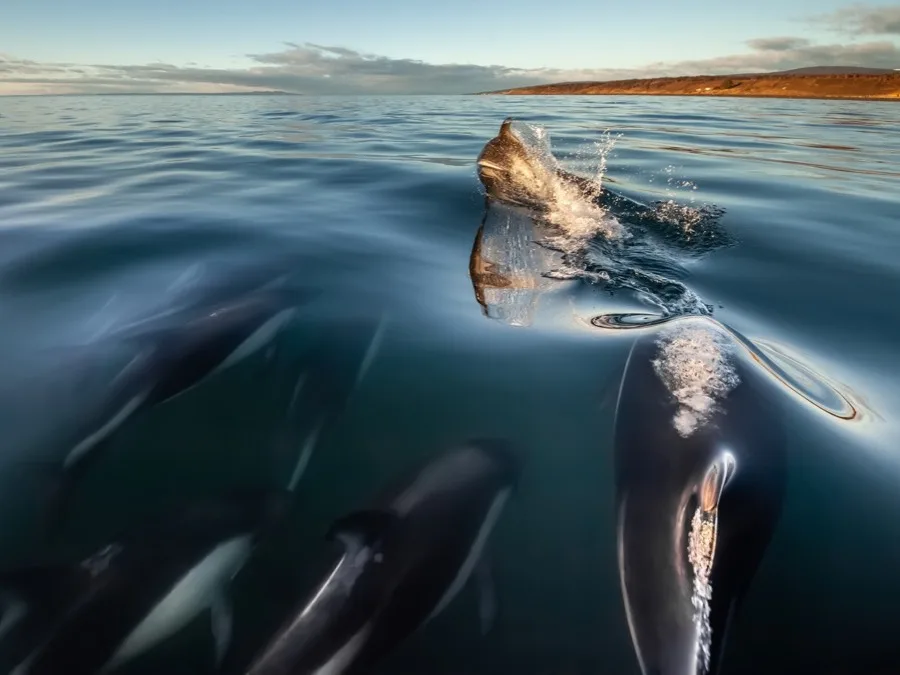 Delfines australes junto a la superficie