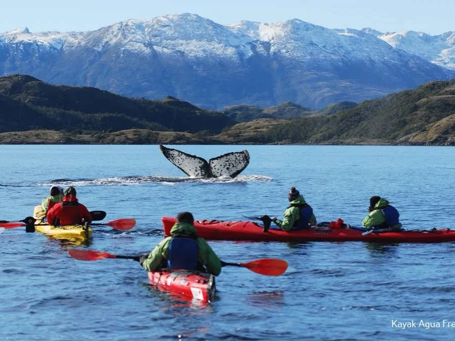 Kayakistas frente a la cola de una ballena con montañas nevadas